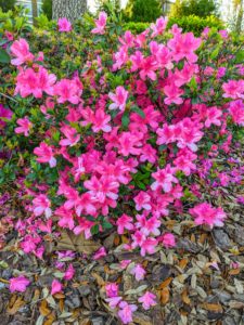 Pink Flowers